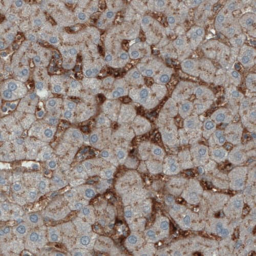 ITIH4 Antibody (CL1858) - Azide and BSA Free Immunohistochemistry-Paraffin: ITIH4 Antibody [NBP3-43963]