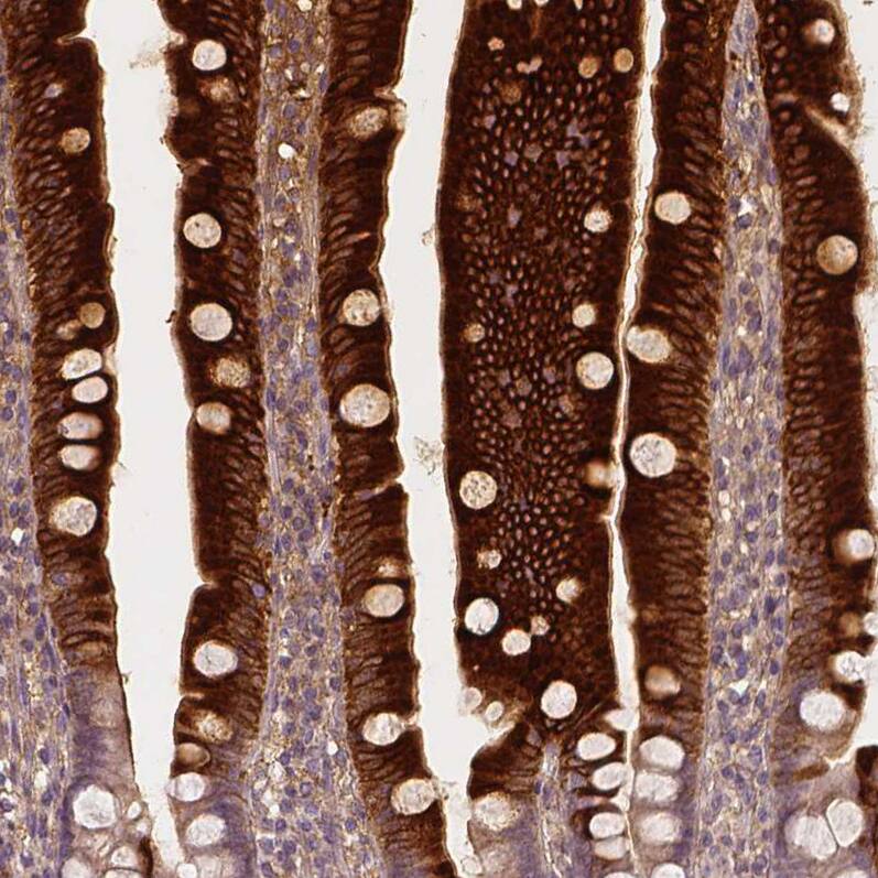 Apolipoprotein A-IV/ApoA4 Antibody (CL0465) - Azide and BSA Free Immunohistochemistry-Paraffin: Apolipoprotein A-IV/ApoA4 Antibody [NBP3-43967]