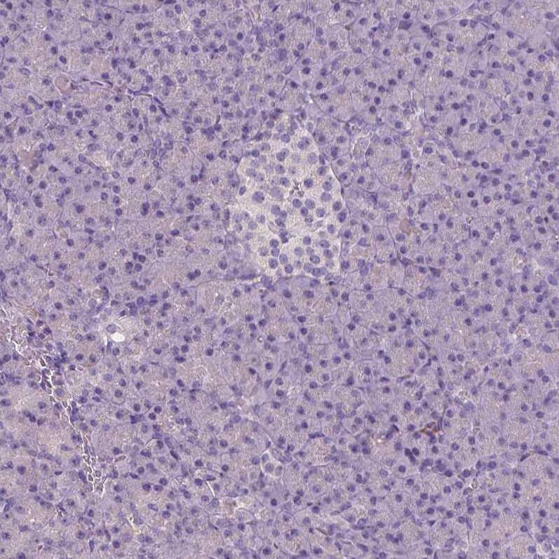 Apolipoprotein A-IV/ApoA4 Antibody (CL0465) - Azide and BSA Free Immunohistochemistry-Paraffin: Apolipoprotein A-IV/ApoA4 Antibody [NBP3-43967]