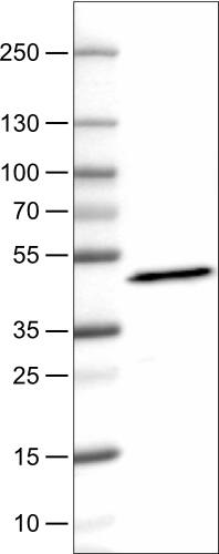 Apolipoprotein A-IV/ApoA4 Antibody (CL0465) - Azide and BSA Free Western Blot: Apolipoprotein A-IV/ApoA4 Antibody [NBP3-43967]