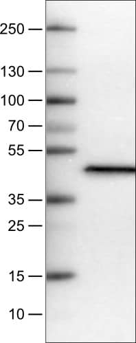 Apolipoprotein A-IV/ApoA4 Antibody (CL0467) - Azide and BSA Free Western Blot: Apolipoprotein A-IV/ApoA4 Antibody [NBP3-43968]