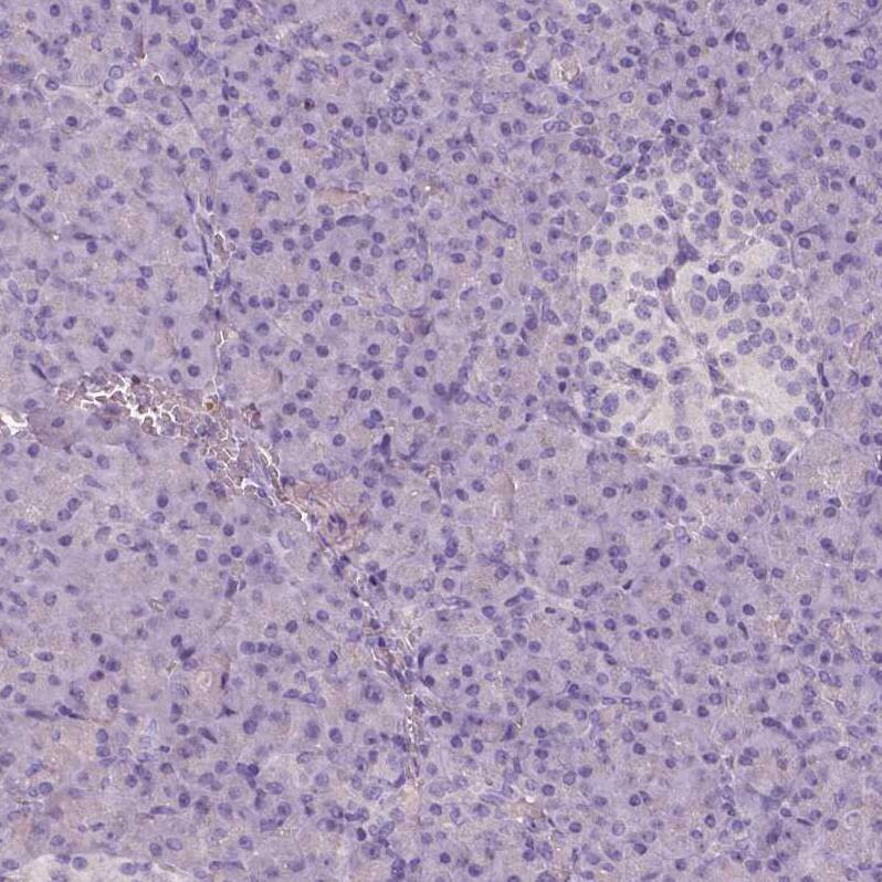 Apolipoprotein A-IV/ApoA4 Antibody (CL0467) - Azide and BSA Free Immunohistochemistry-Paraffin: Apolipoprotein A-IV/ApoA4 Antibody [NBP3-43968]