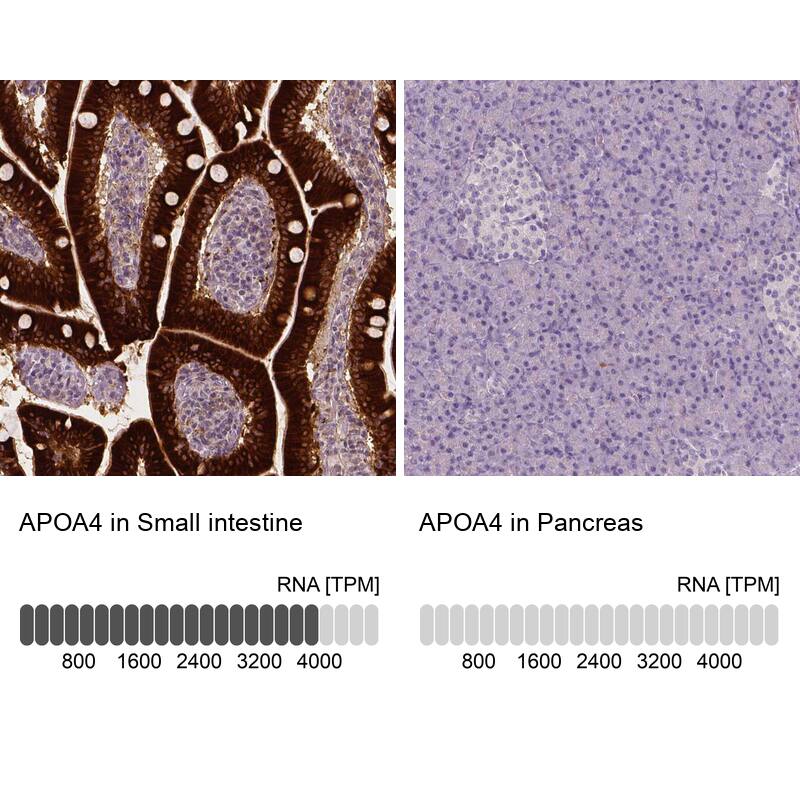 Apolipoprotein A-IV/ApoA4 Antibody (CL0468) - Azide and BSA Free Immunohistochemistry-Paraffin: Apolipoprotein A-IV/ApoA4 Antibody [NBP3-43969]