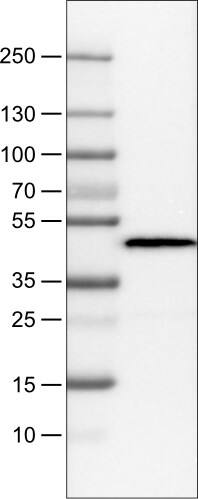 Apolipoprotein A-IV/ApoA4 Antibody (CL0468) - Azide and BSA Free Western Blot: Apolipoprotein A-IV/ApoA4 Antibody [NBP3-43969]