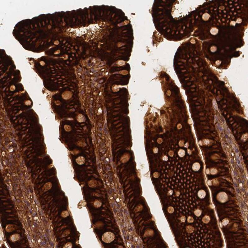 Apolipoprotein A-IV/ApoA4 Antibody (CL0468) - Azide and BSA Free Immunohistochemistry-Paraffin: Apolipoprotein A-IV/ApoA4 Antibody [NBP3-43969]
