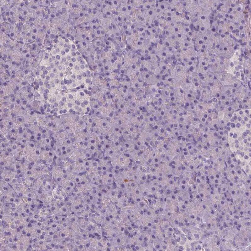 Apolipoprotein A-IV/ApoA4 Antibody (CL0468) - Azide and BSA Free Immunohistochemistry-Paraffin: Apolipoprotein A-IV/ApoA4 Antibody [NBP3-43969]