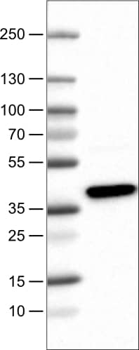 USP46 Antibody (CL0363) - Azide and BSA Free Western Blot: USP46 Antibody [NBP3-43971]