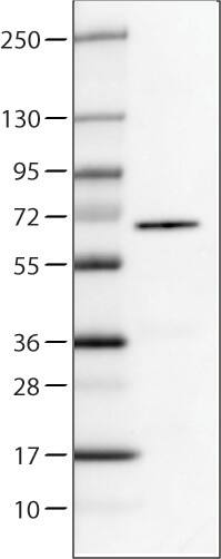 P4HA2 Antibody (CL0351) - Azide and BSA Free Western Blot: P4HA2 Antibody [NBP3-43972]