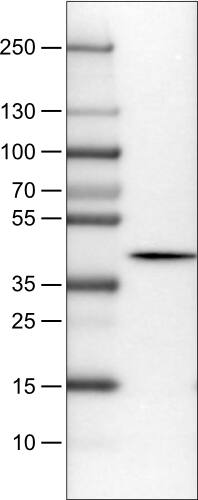 NECAB1 Antibody (CL0580) - Azide and BSA Free Western Blot: NECAB1 Antibody [NBP3-43974]