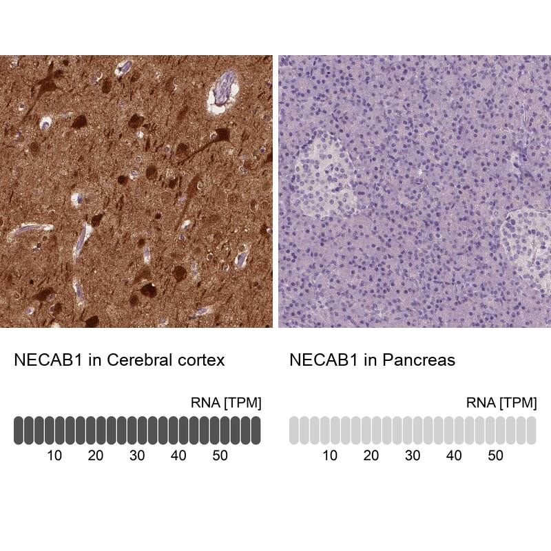NECAB1 Antibody (CL0580) - Azide and BSA Free Immunohistochemistry-Paraffin: NECAB1 Antibody [NBP3-43974]