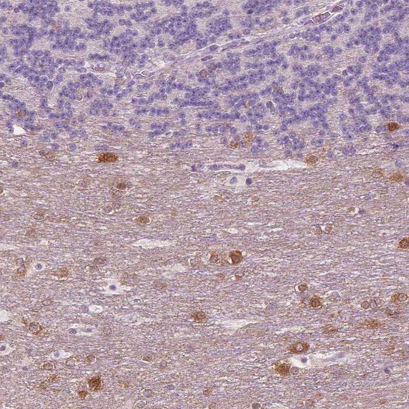 NECAB1 Antibody (CL0580) - Azide and BSA Free Immunohistochemistry-Paraffin: NECAB1 Antibody [NBP3-43974]