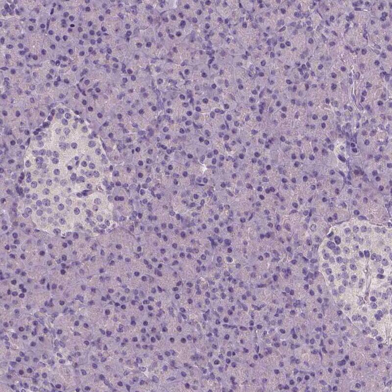 NECAB1 Antibody (CL0580) - Azide and BSA Free Immunohistochemistry-Paraffin: NECAB1 Antibody [NBP3-43974]