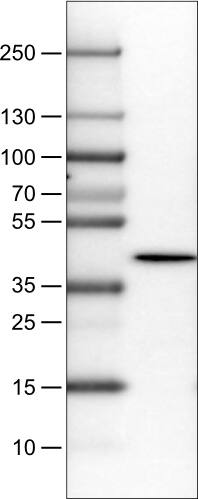 NECAB1 Antibody (CL0575) - Azide and BSA Free Western Blot: NECAB1 Antibody [NBP3-43975]