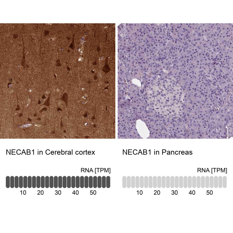 NECAB1 Antibody (CL0575) - Azide and BSA Free Immunohistochemistry-Paraffin: NECAB1 Antibody [NBP3-43975]