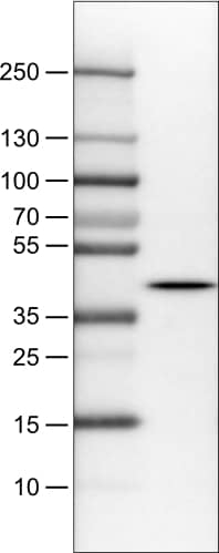 NECAB1 Antibody (CL0576) - Azide and BSA Free Western Blot: NECAB1 Antibody [NBP3-43976]