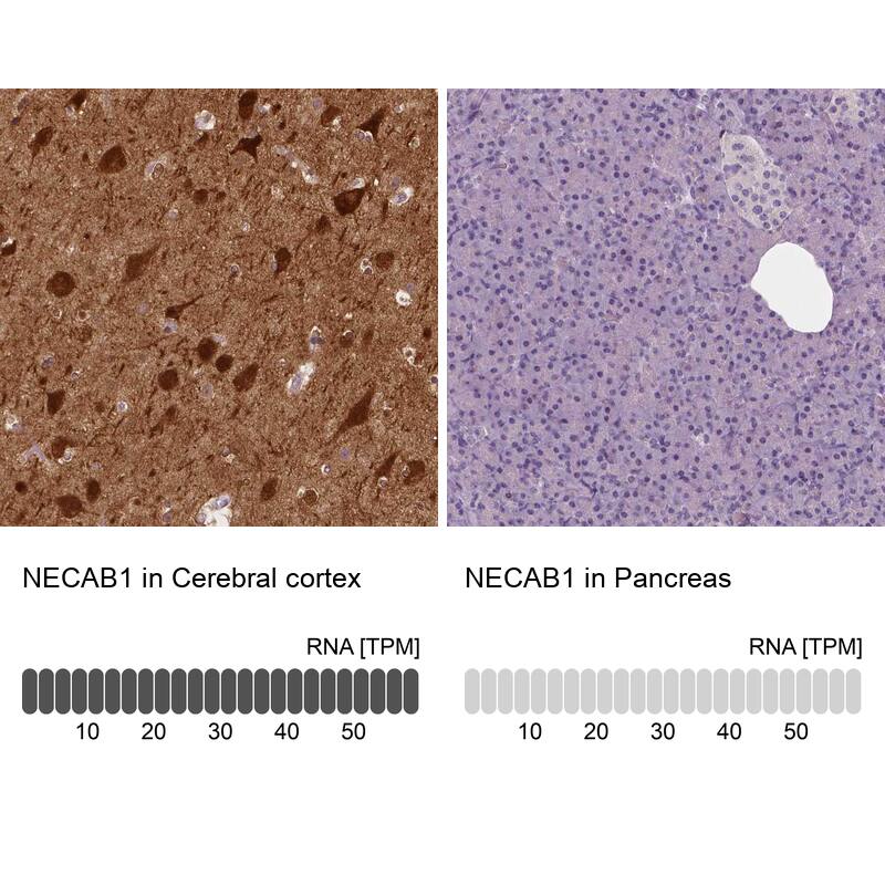 NECAB1 Antibody (CL0576) - Azide and BSA Free Immunohistochemistry-Paraffin: NECAB1 Antibody [NBP3-43976]