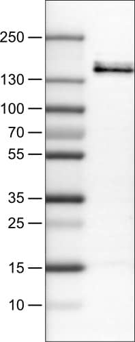 VEGFR1/Flt-1 Antibody (CL0345) - Azide and BSA Free Western Blot: VEGFR1/Flt-1 Antibody [NBP3-43978]