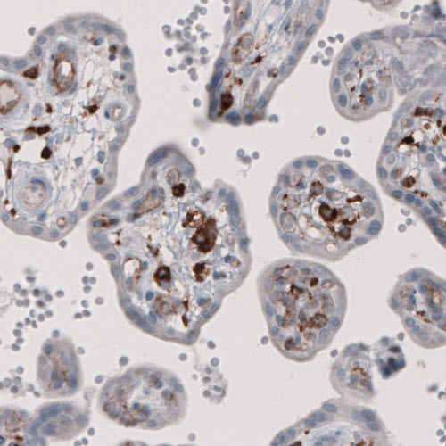FCRN/FCGRT Antibody (CL3640) - Azide and BSA Free Immunohistochemistry-Paraffin: FCRN/FCGRT Antibody [NBP3-43986]