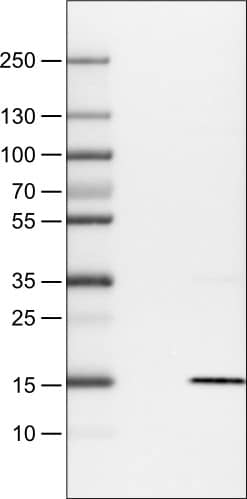 S100A4 Antibody (CL0237) - Azide and BSA Free Western Blot: S100A4 Antibody [NBP3-43987]