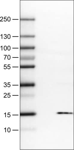 S100A4 Antibody (CL0239) - Azide and BSA Free Western Blot: S100A4 Antibody [NBP3-43988]
