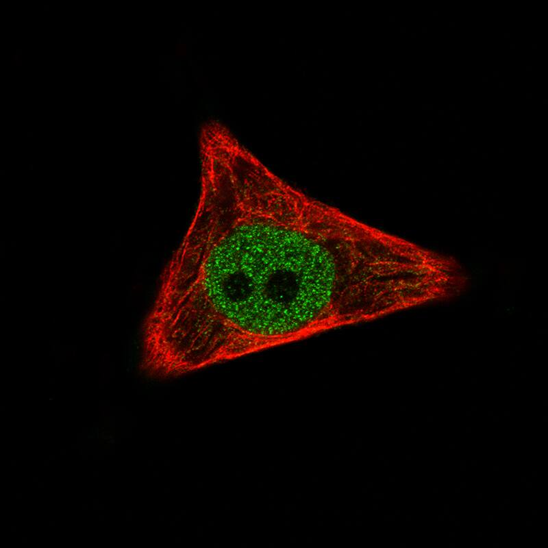 TAZ/WWTR1 Antibody (CL0370) - Azide and BSA Free Immunocytochemistry/ Immunofluorescence: TAZ/WWTR1 Antibody [NBP3-43992]