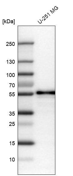 TAZ/WWTR1 Antibody (CL0370) - Azide and BSA Free Western Blot: TAZ/WWTR1 Antibody [NBP3-43992]