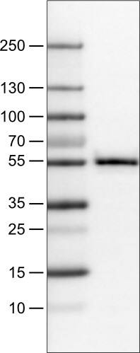 TAZ/WWTR1 Antibody (CL0371) - Azide and BSA Free Western Blot: TAZ/WWTR1 Antibody [NBP3-43993]