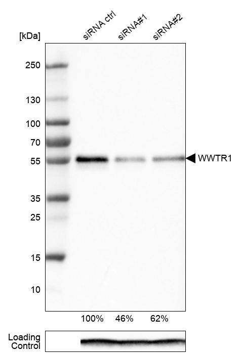 TAZ/WWTR1 Antibody (CL0371) - Azide and BSA Free Western Blot: TAZ/WWTR1 Antibody [NBP3-43993]