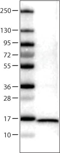 FABP7/B-FABP Antibody (CL0236) - Azide and BSA Free Western Blot: FABP7/B-FABP Antibody [NBP3-43995]