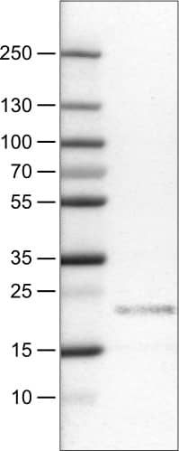 CD3 epsilon Antibody (CL1466) - Azide and BSA Free Western Blot: CD3 epsilon Antibody [NBP3-43997]