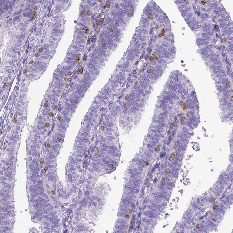 CD3 epsilon Antibody (CL1497) - Azide and BSA Free Immunohistochemistry-Paraffin: CD3 epsilon Antibody [NBP3-43998]