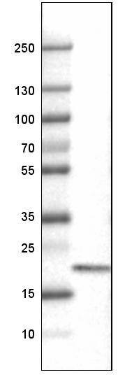 CD3 epsilon Antibody (CL1497) - Azide and BSA Free Western Blot: CD3 epsilon Antibody [NBP3-43998]