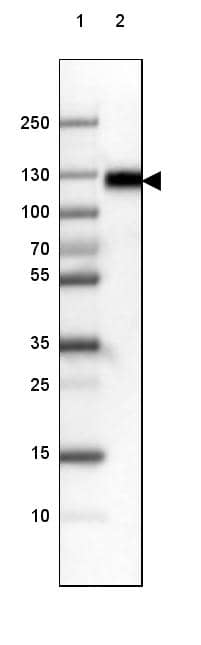 LAMP-1/CD107a Antibody (CL3484) - Azide and BSA Free Western Blot: LAMP-1/CD107a Antibody [NBP3-43999]