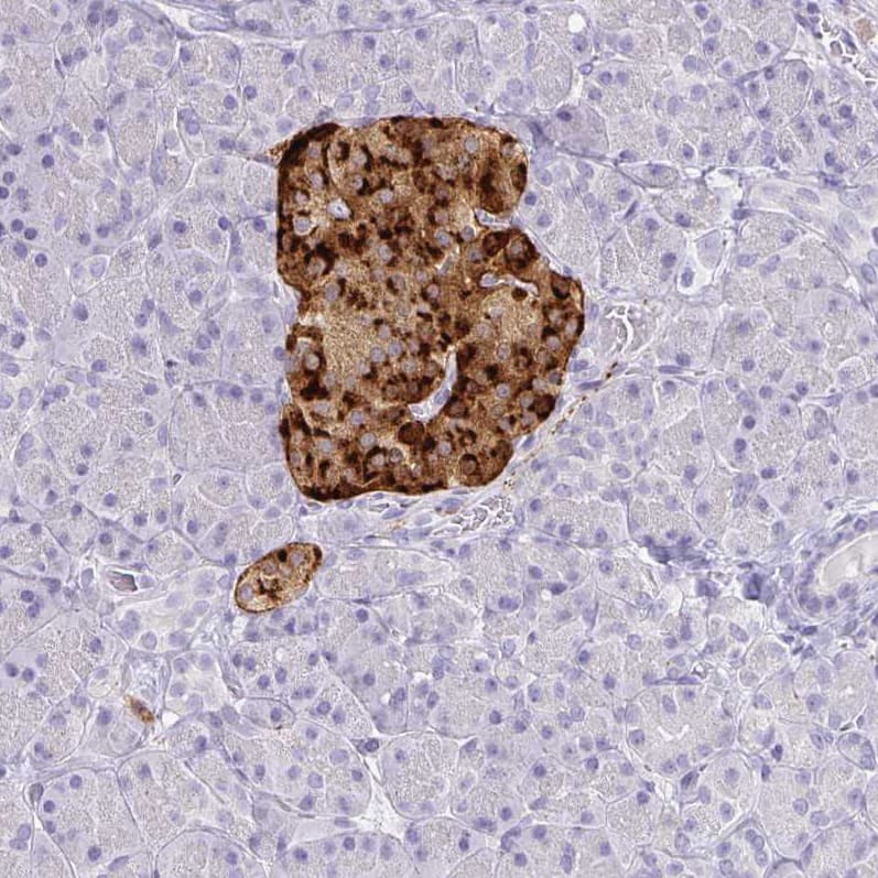 Chromogranin A Antibody (CL0166) - Azide and BSA Free Immunohistochemistry-Paraffin: Chromogranin A Antibody [NBP3-44001]
