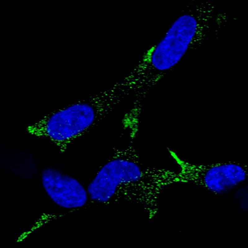 Chromogranin A Antibody (CL0166) - Azide and BSA Free Immunocytochemistry/ Immunofluorescence: Chromogranin A Antibody [NBP3-44001]
