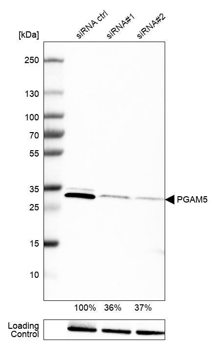 PGAM5 Antibody (CL0624) - Azide and BSA Free Western Blot: PGAM5 Antibody [NBP3-44002]