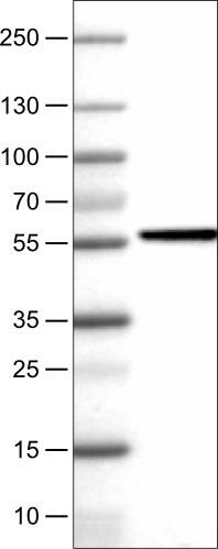 NAPRT1 Antibody (CL0665) - Azide and BSA Free Western Blot: NAPRT1 Antibody [NBP3-44003]