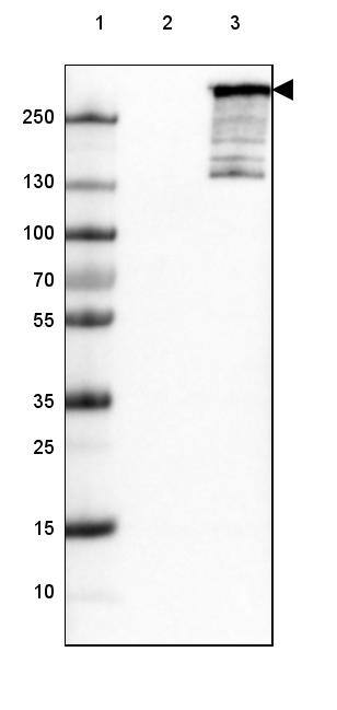 ARID1A Antibody (CL3595) - Azide and BSA Free Western Blot: ARID1A Antibody [NBP3-44007]