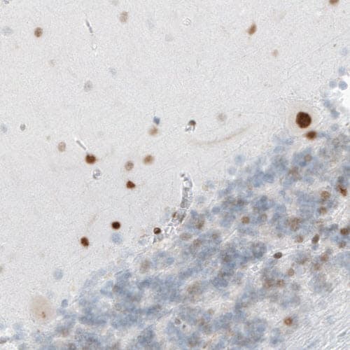MEF2C Antibody (CL0369) - Azide and BSA Free Immunohistochemistry-Paraffin: MEF2C Antibody [NBP3-44010]