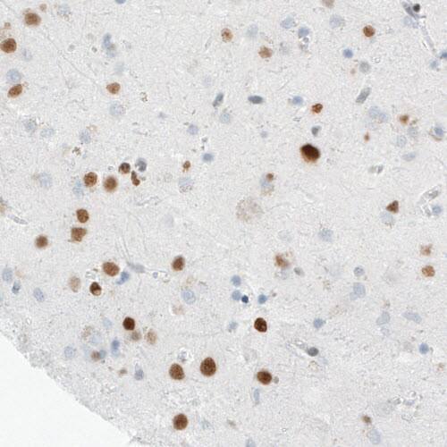 MEF2C Antibody (CL0369) - Azide and BSA Free Immunohistochemistry-Paraffin: MEF2C Antibody [NBP3-44010]