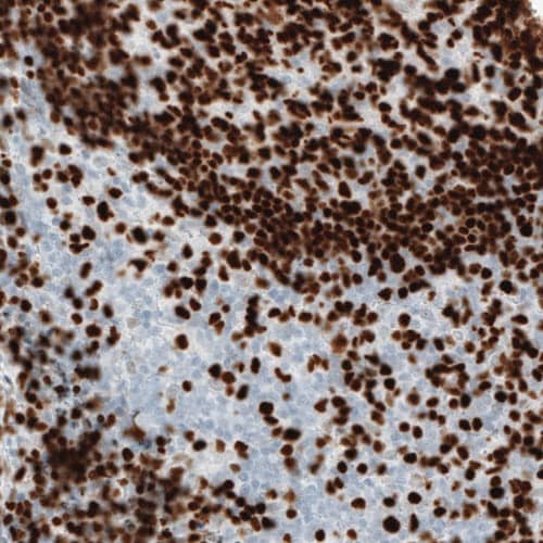 MEF2C Antibody (CL0369) - Azide and BSA Free Immunohistochemistry-Paraffin: MEF2C Antibody [NBP3-44010]