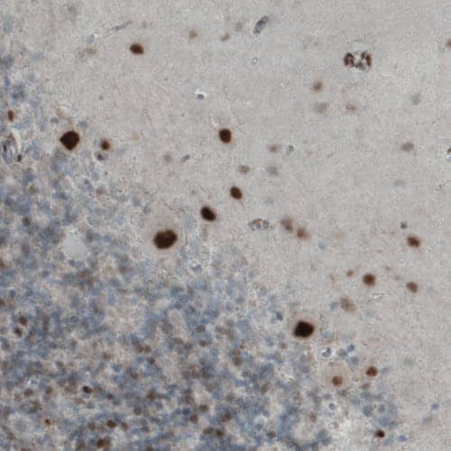 MEF2C Antibody (CL0368) - Azide and BSA Free Immunohistochemistry-Paraffin: MEF2C Antibody [NBP3-44011]