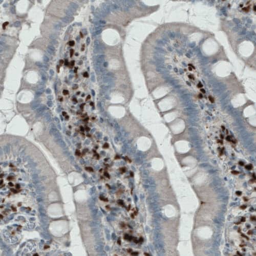 MEF2C Antibody (CL0368) - Azide and BSA Free Immunohistochemistry-Paraffin: MEF2C Antibody [NBP3-44011]