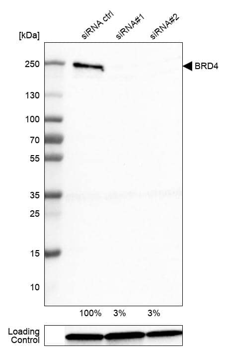BRD4 Antibody (CL1115) - Azide and BSA Free Western Blot: BRD4 Antibody [NBP3-44012]