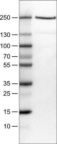 Dicer Antibody (CL0378) - Azide and BSA Free Western Blot: Dicer Antibody [NBP3-44018]