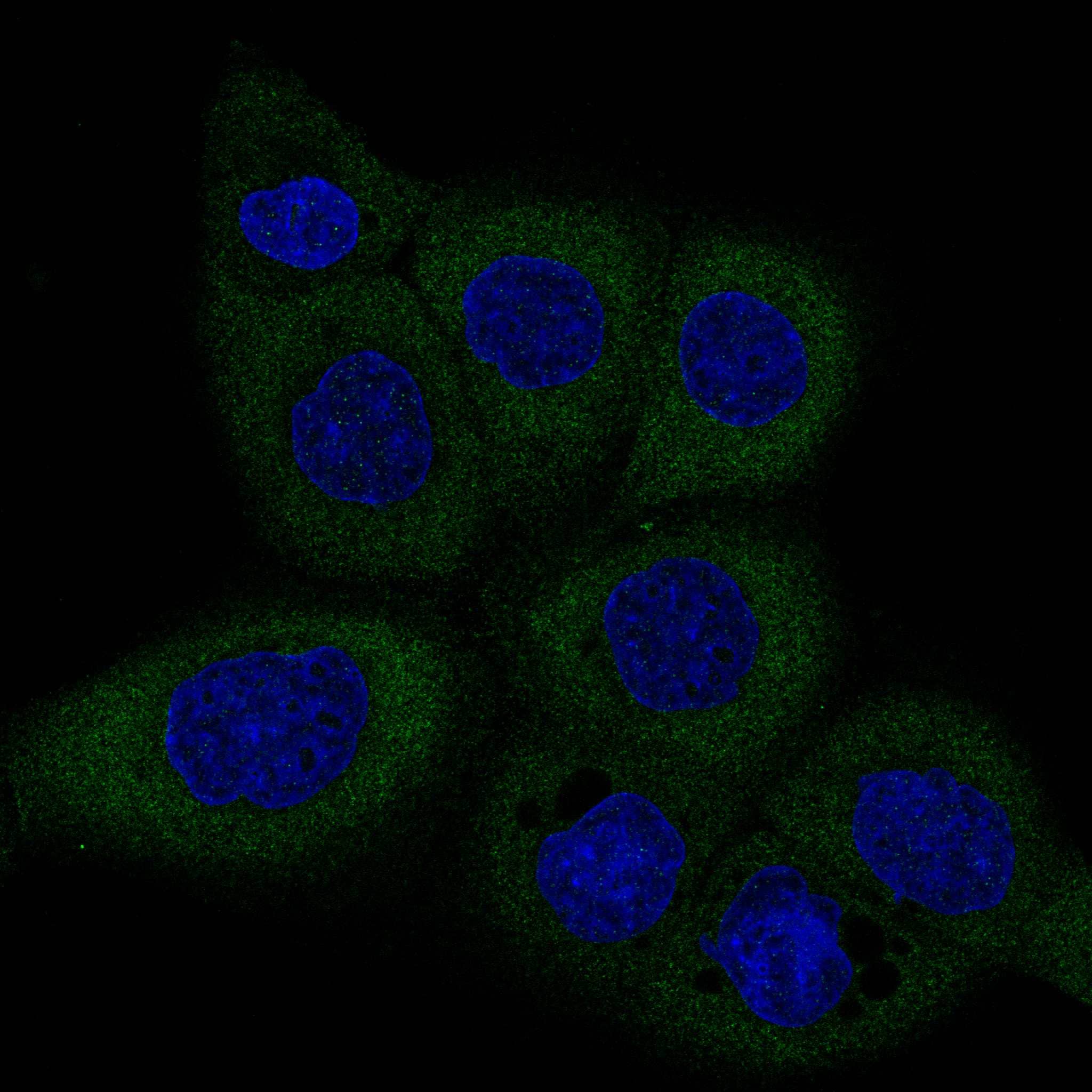 Dicer Antibody (CL0378) - Azide and BSA Free Immunocytochemistry/ Immunofluorescence: Dicer Antibody [NBP3-44018]