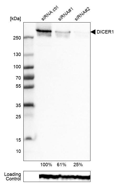 Dicer Antibody (CL0378) - Azide and BSA Free Western Blot: Dicer Antibody [NBP3-44018]