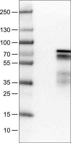 ZNF703 Antibody (CL0654) - Azide and BSA Free Western Blot: ZNF703 Antibody [NBP3-44019]