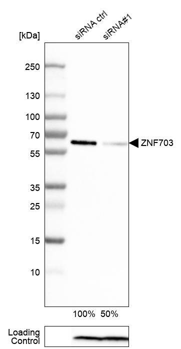 ZNF703 Antibody (CL0654) - Azide and BSA Free Western Blot: ZNF703 Antibody [NBP3-44019]