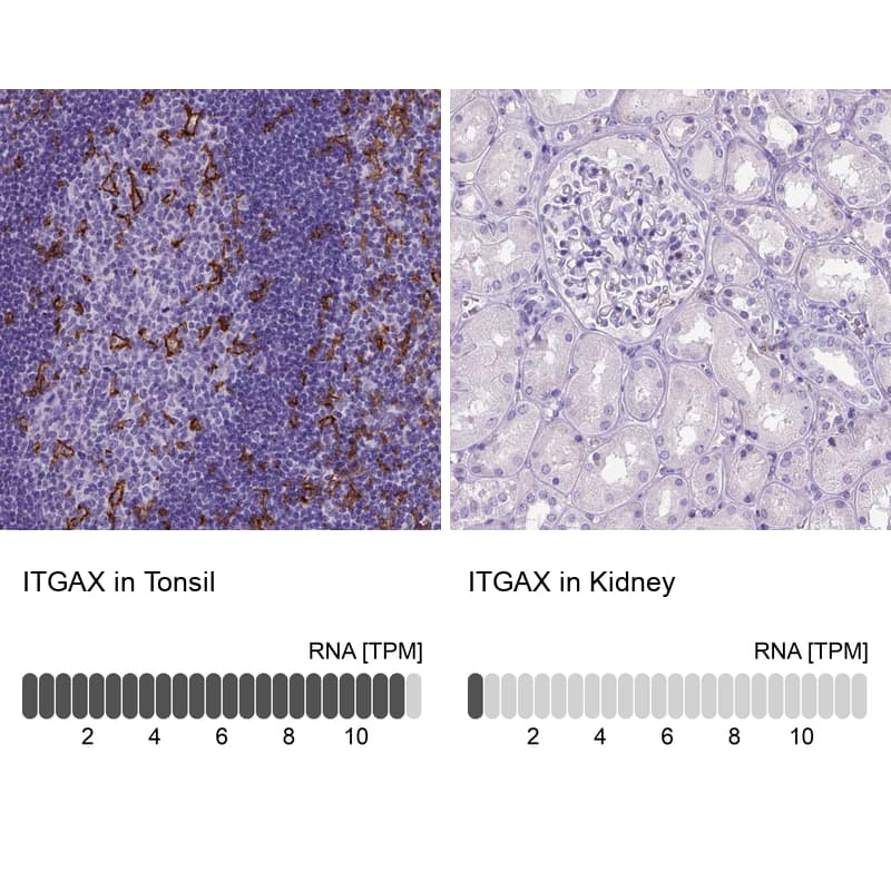 CD11c Antibody (CL1831) - Azide and BSA Free Immunohistochemistry-Paraffin: CD11c Antibody [NBP3-44020]